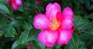 pink rose flower; representing Portfolio Comparison